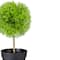 9.75" Green Ball Shaped Artificial Potted Topiary
